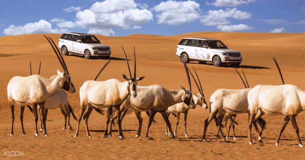 Dubai desert safari comparison