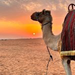 Sunrise Desert Safari